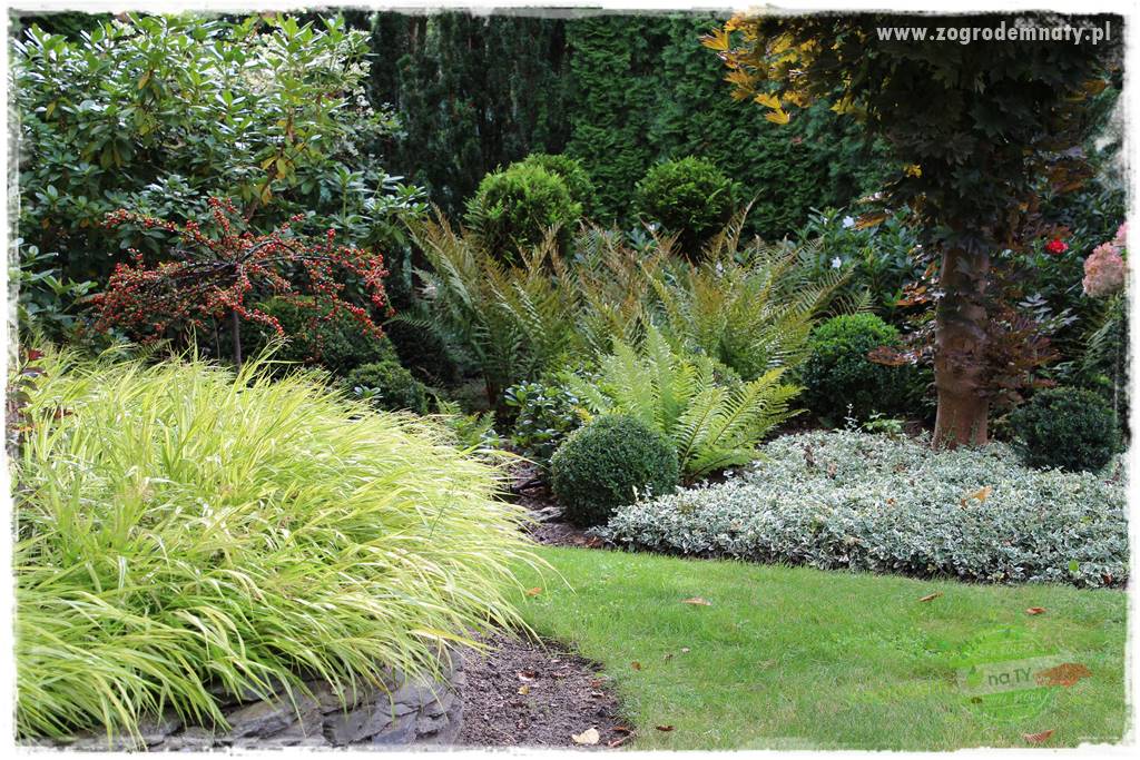 Hakonechloa smukła 57