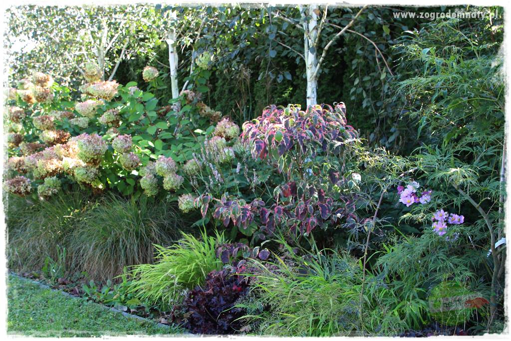 Hakonechloa smukła 59