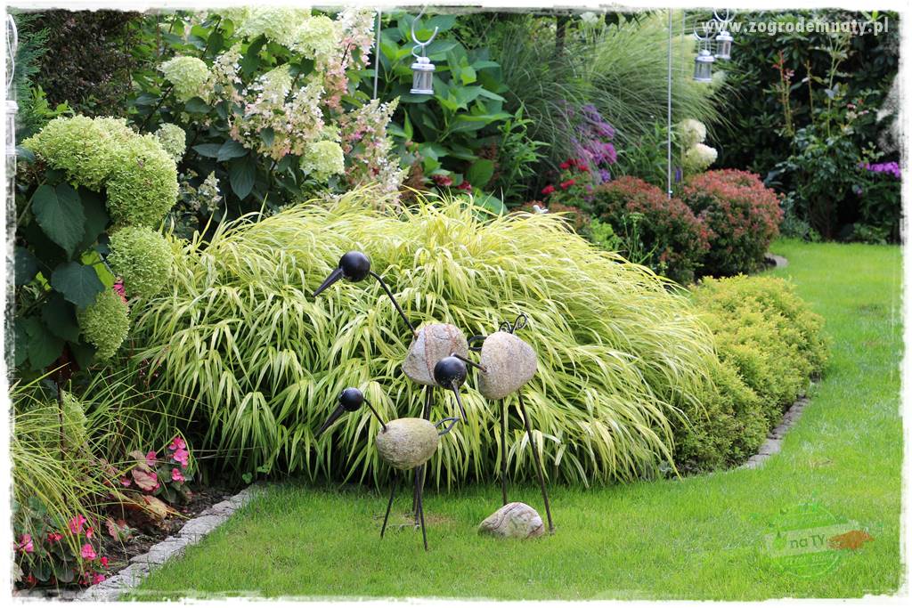 Hakonechloa smukła 6