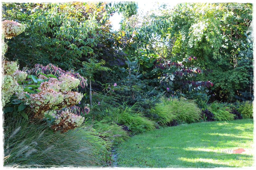 Hakonechloa smukła 60