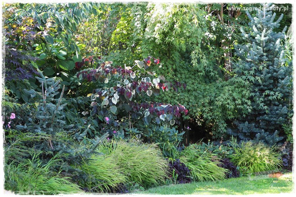 Hakonechloa smukła 61