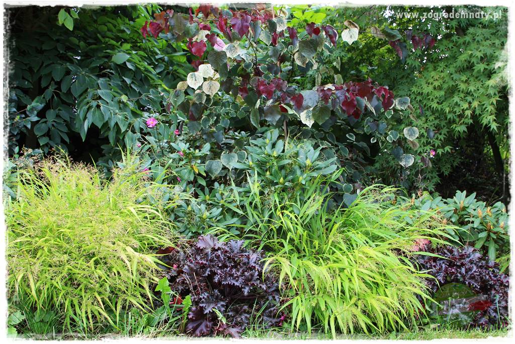 Hakonechloa smukła 62