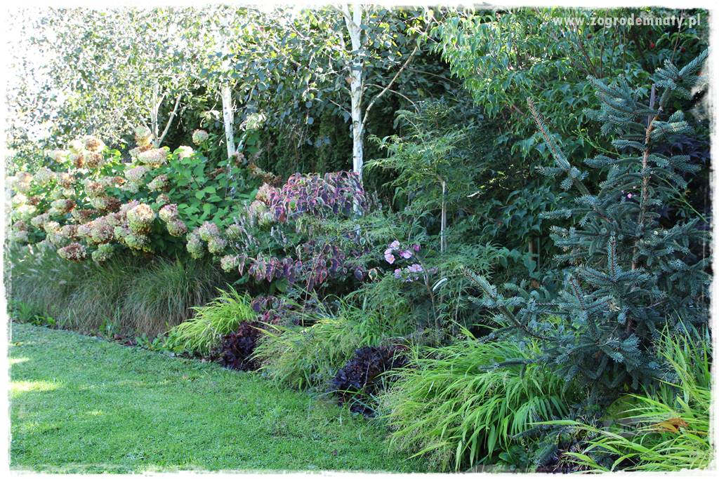 Hakonechloa smukła 63