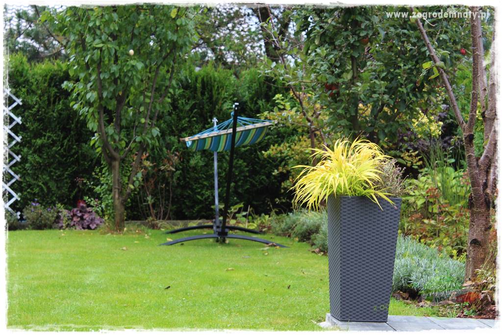 Hakonechloa smukła 64