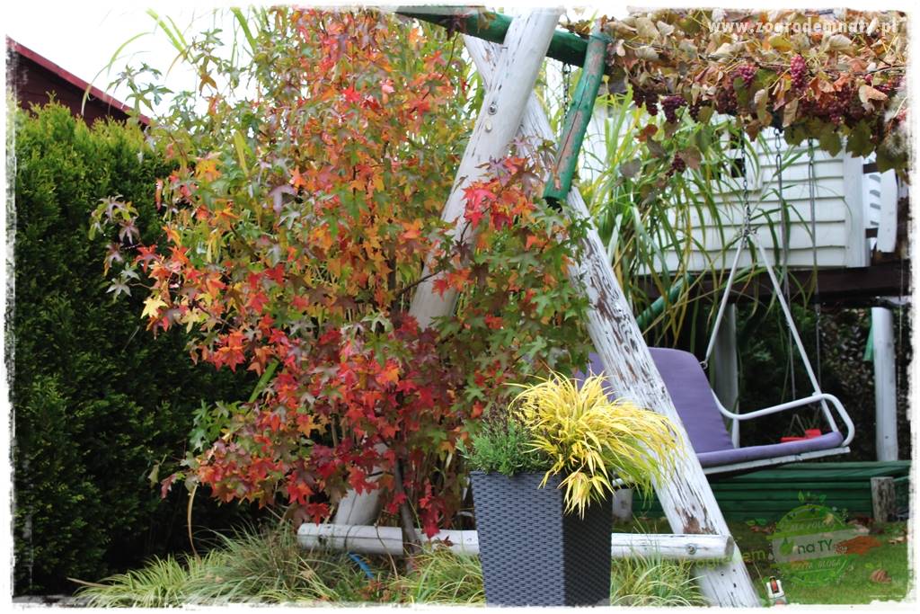 Hakonechloa smukła 65