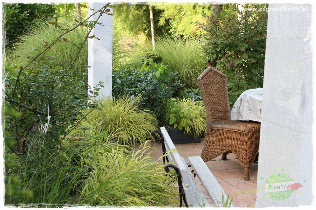 Hakonechloa smukła 69