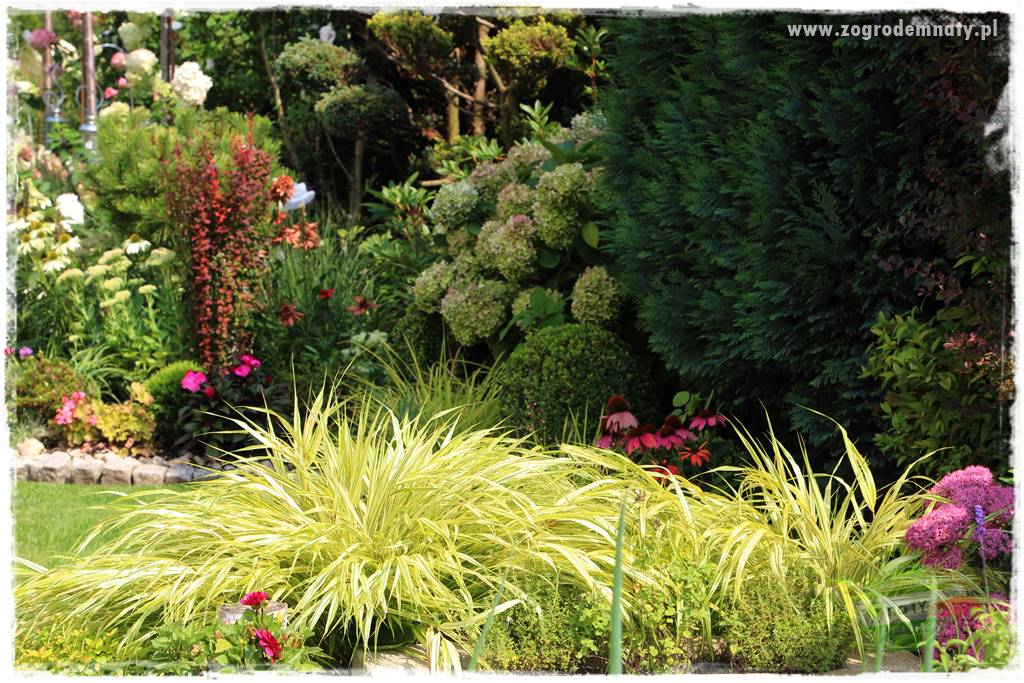 Hakonechloa smukła 70