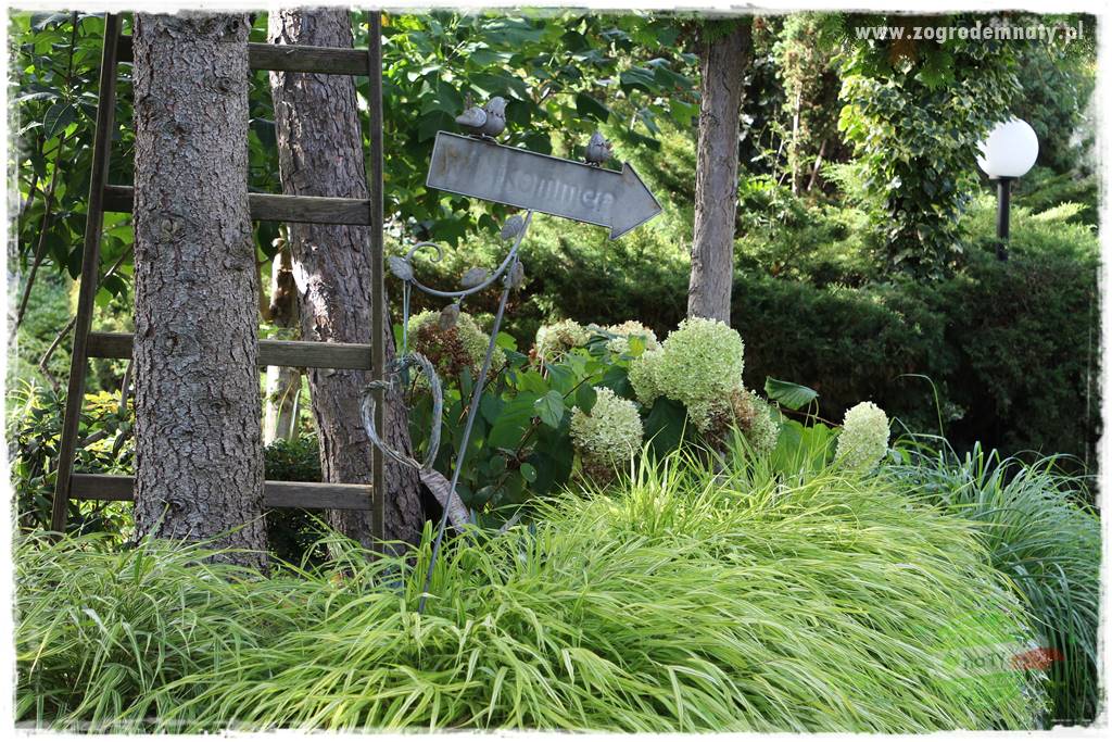 Hakonechloa smukła 71