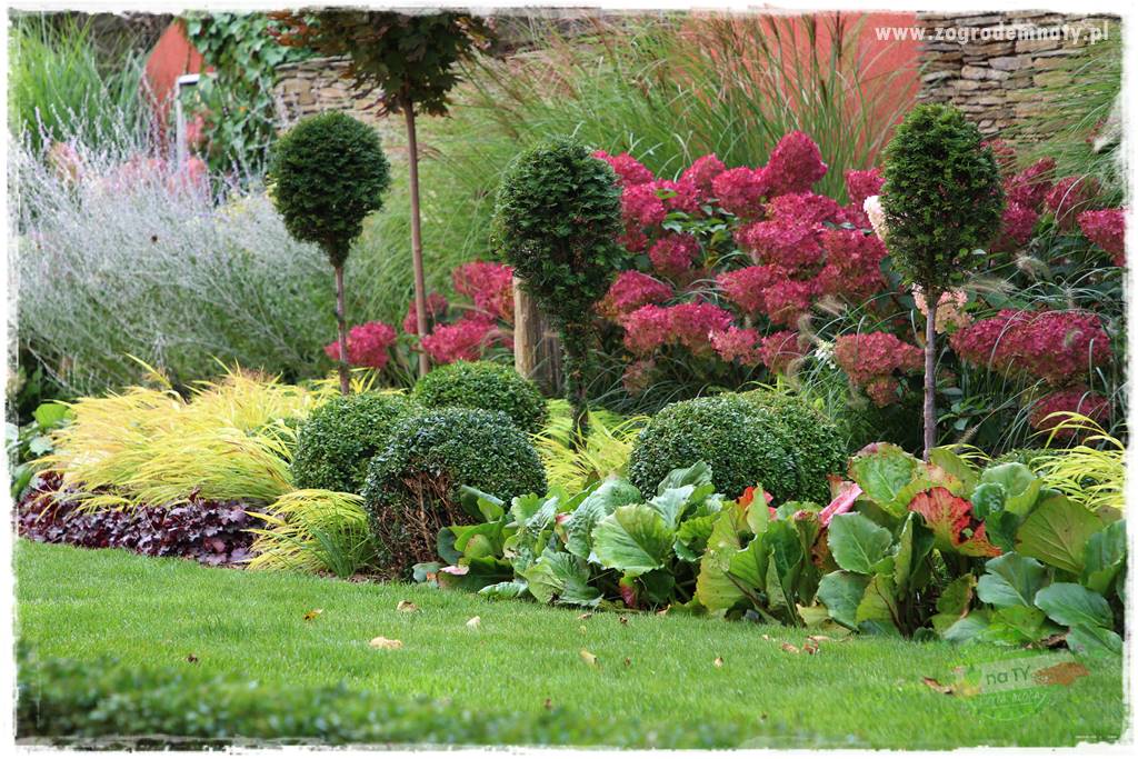 Hakonechloa smukła 72