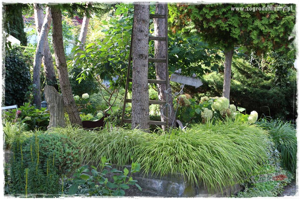 Hakonechloa smukła 73