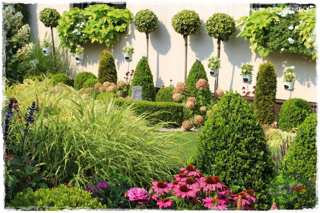 Hakonechloa smukła 74