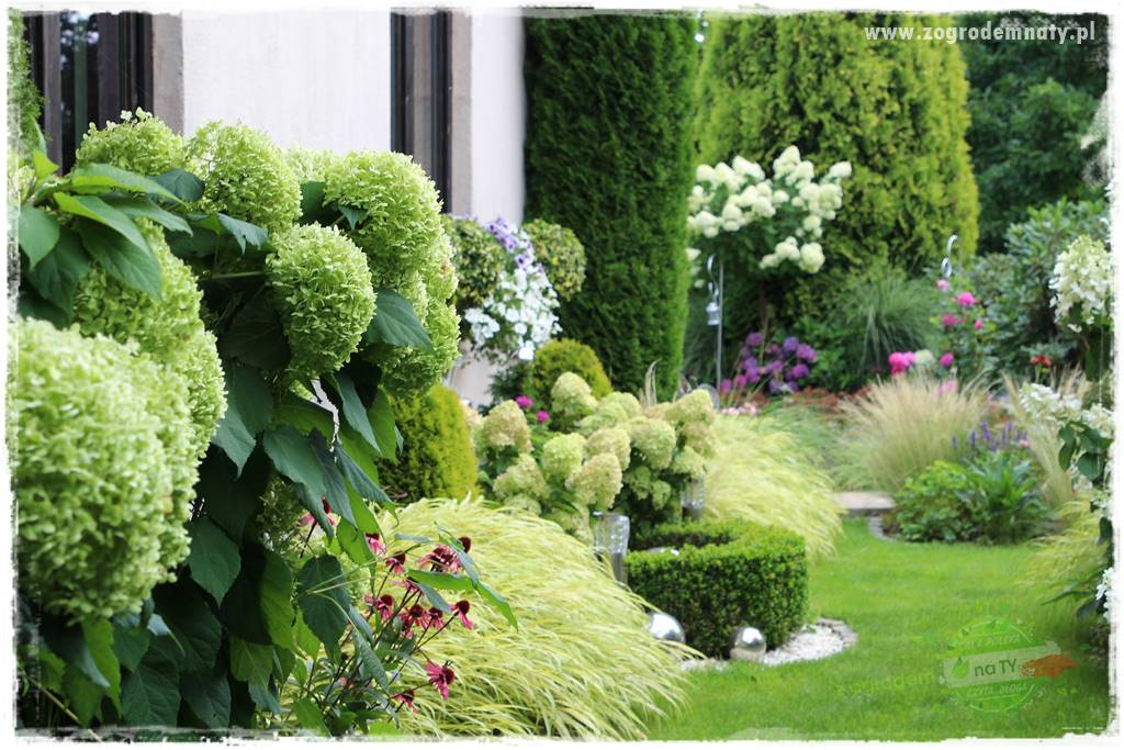 Hakonechloa smukła 75