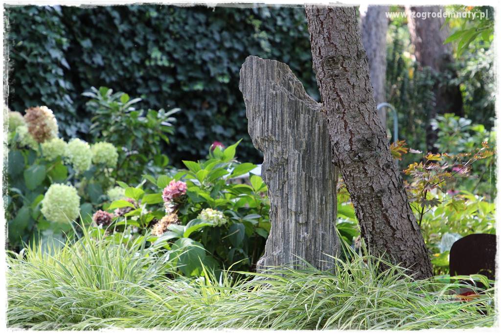 Hakonechloa smukła 76