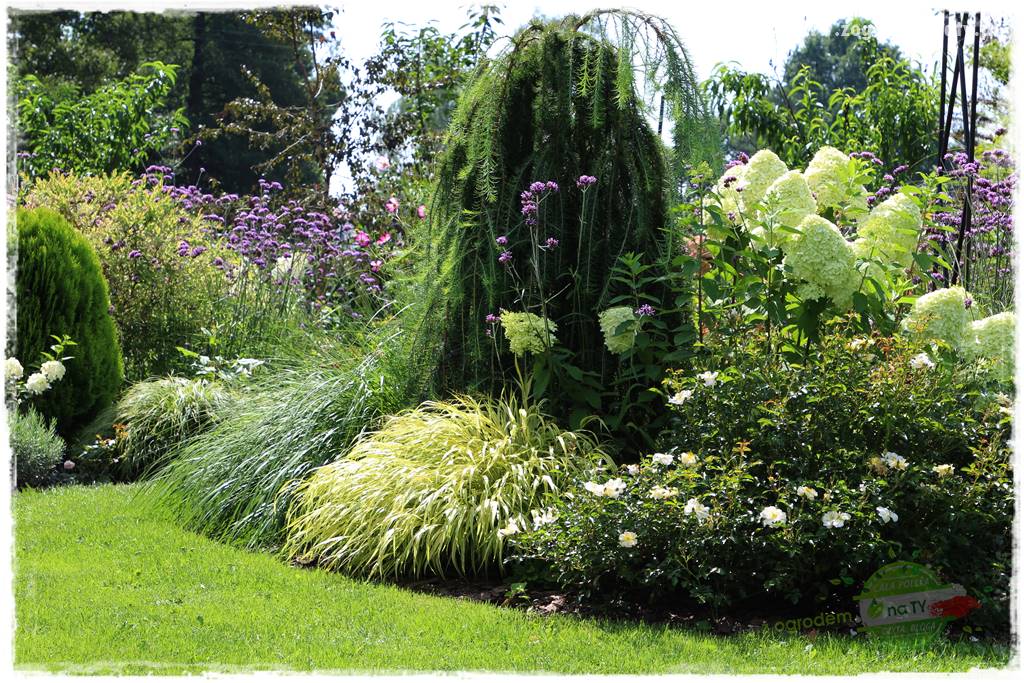 Hakonechloa smukła 77