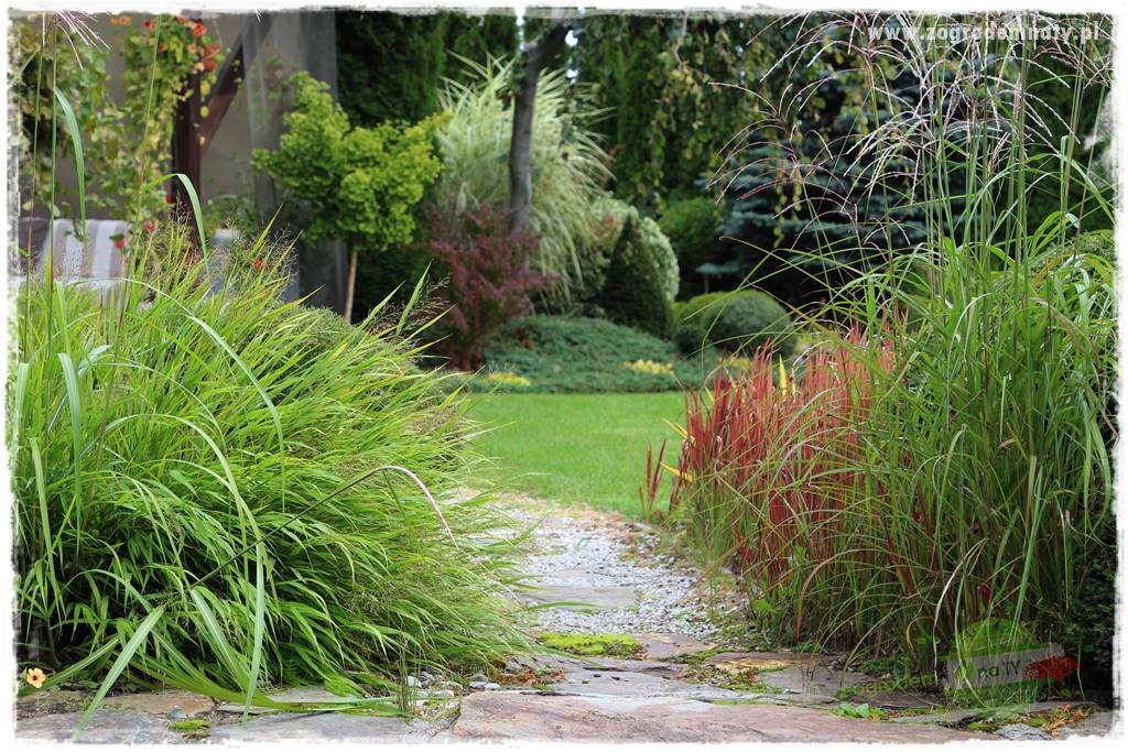 Hakonechloa smukła 78