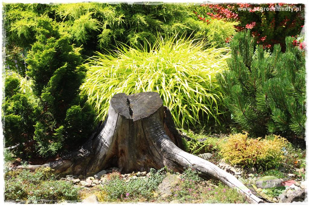 Hakonechloa smukła 79