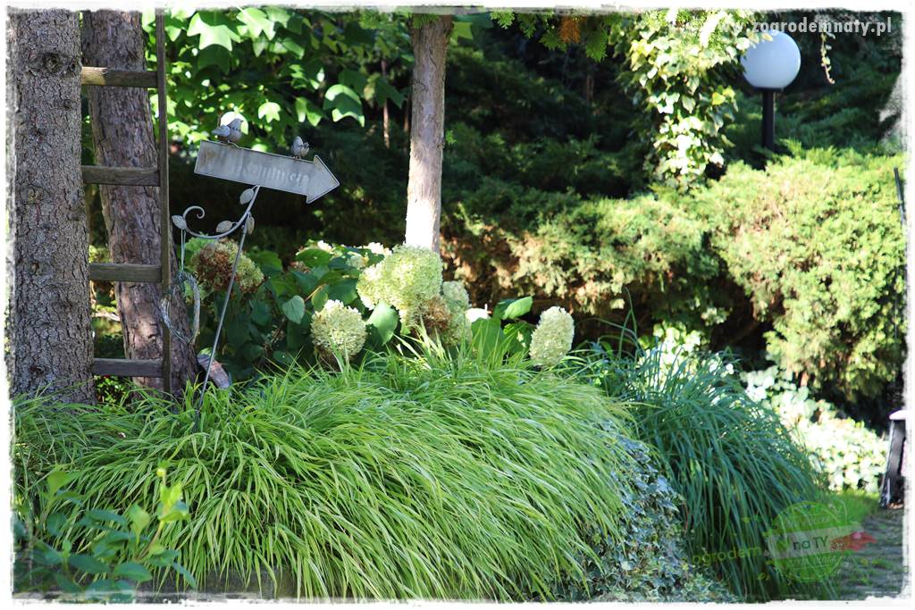 Hakonechloa smukła 8