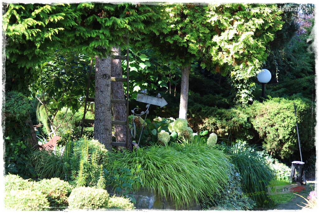 Hakonechloa smukła 80