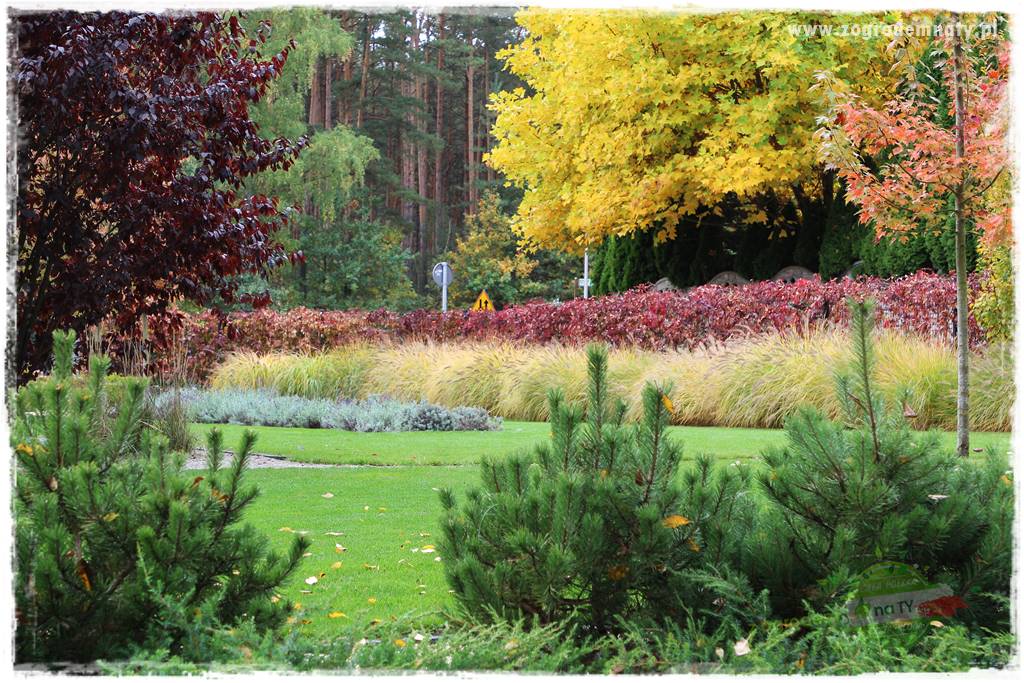 jesienny ogród 0