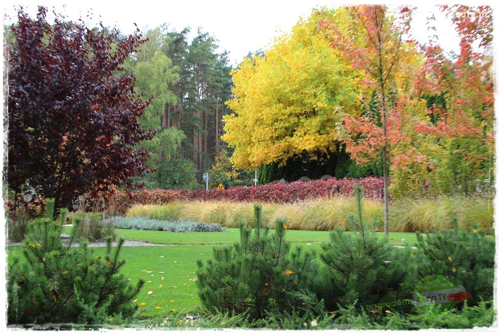 jesienny ogród 15