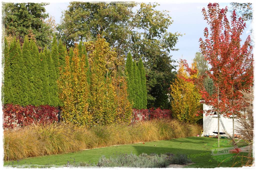 jesienny ogród 26 jesienny ogród 26