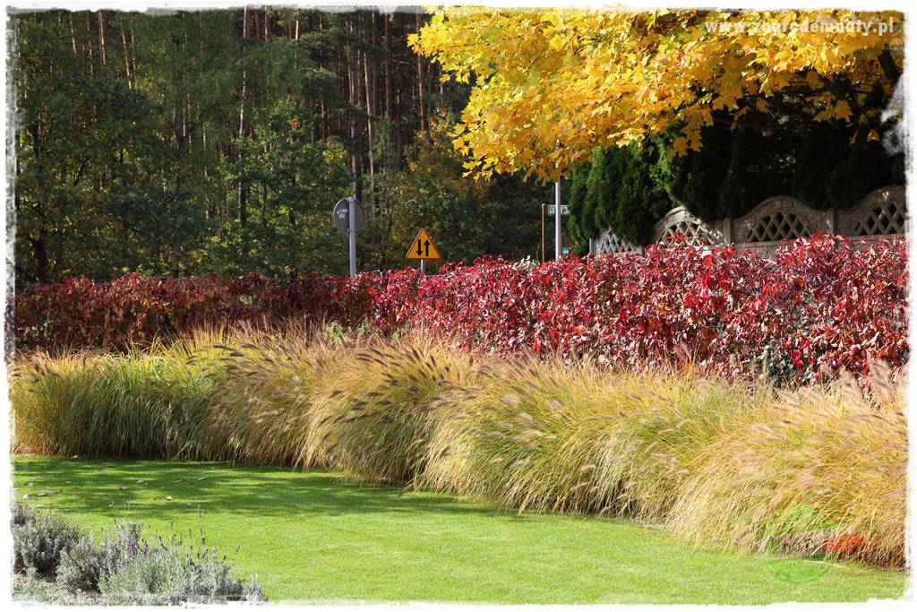 jesienny ogród 29 jesienny ogród 29