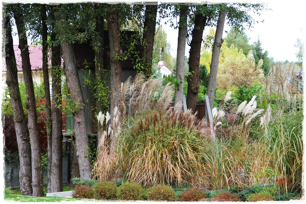 jesienny ogród 40 jesienny ogród 40