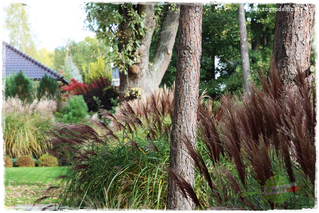 jesienny ogród 400 jesienny ogród 400