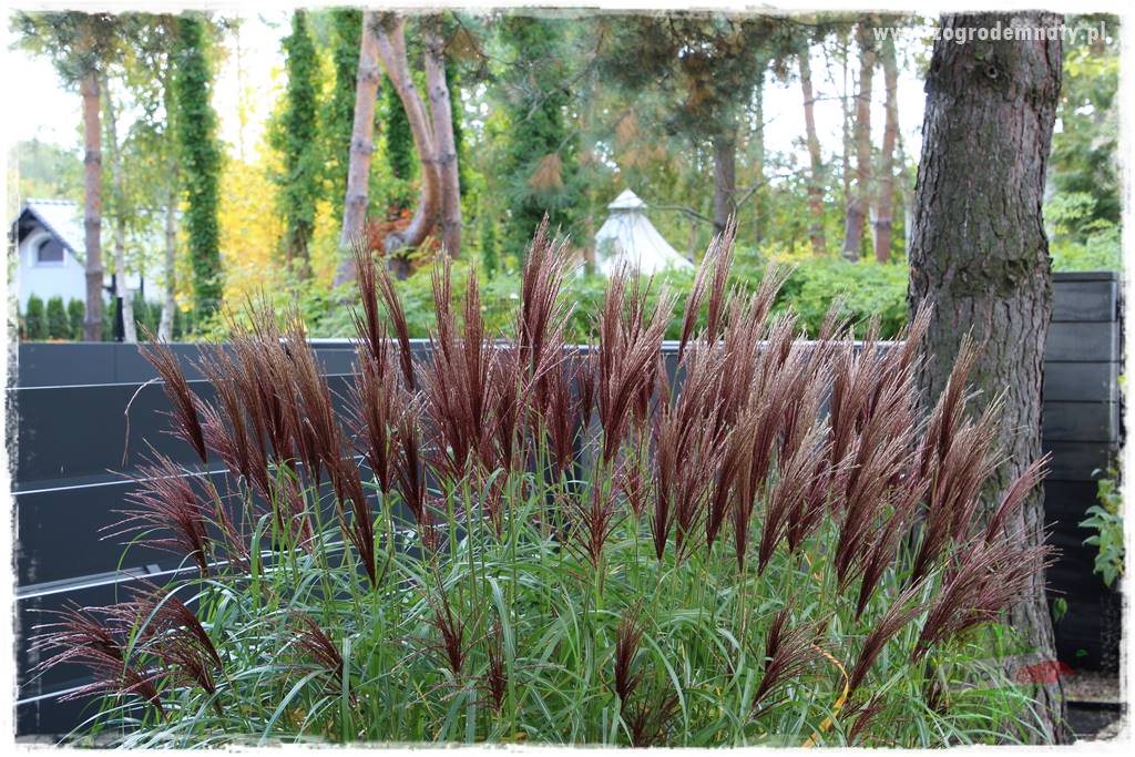 jesienny ogród 405 jesienny ogród 405