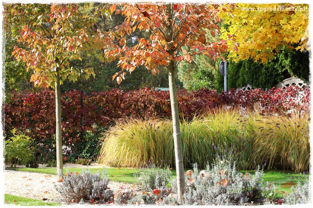 jesienny ogród 408 jesienny ogród 408