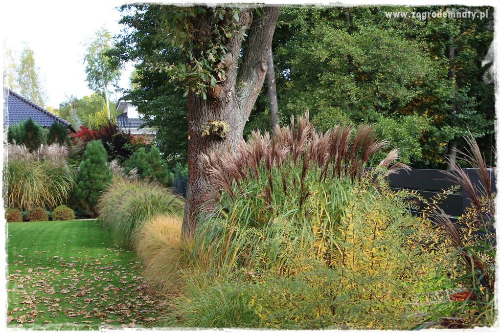jesienny ogród 412 jesienny ogród 412