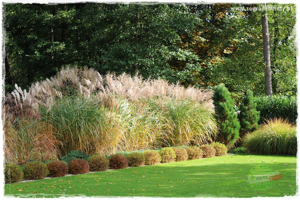 jesienny ogród 413 jesienny ogród 413