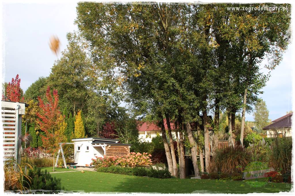 jesienny ogród 414 jesienny ogród 414