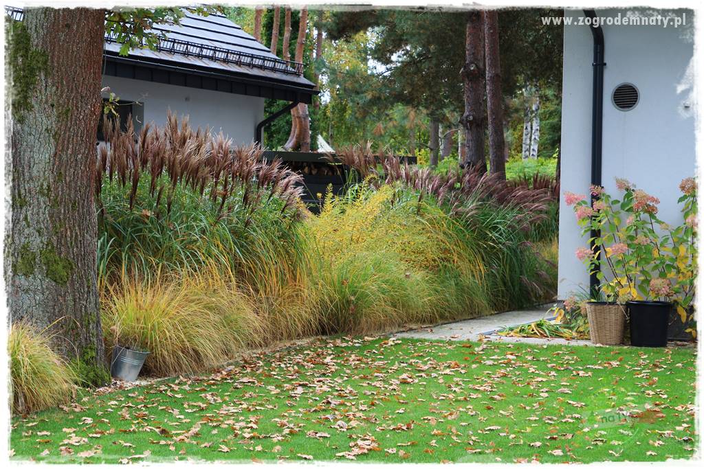 jesienny ogród 415 jesienny ogród 415