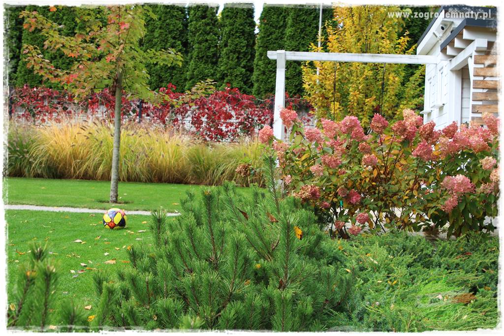 jesienny ogród 417 jesienny ogród 417
