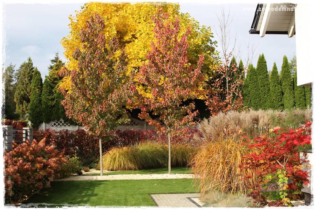 jesienny ogród 49 jesienny ogród 49