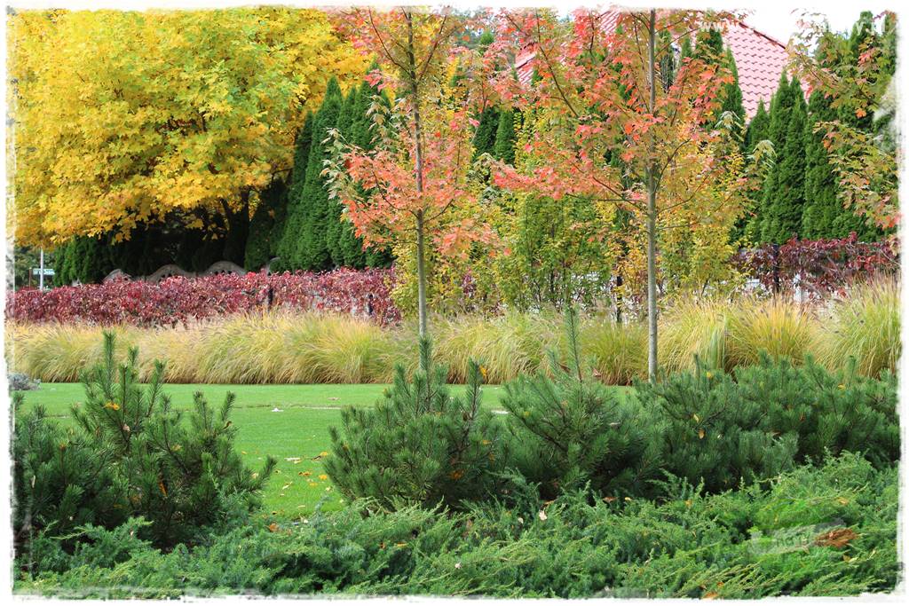 jesienny ogród 50 jesienny ogród 50