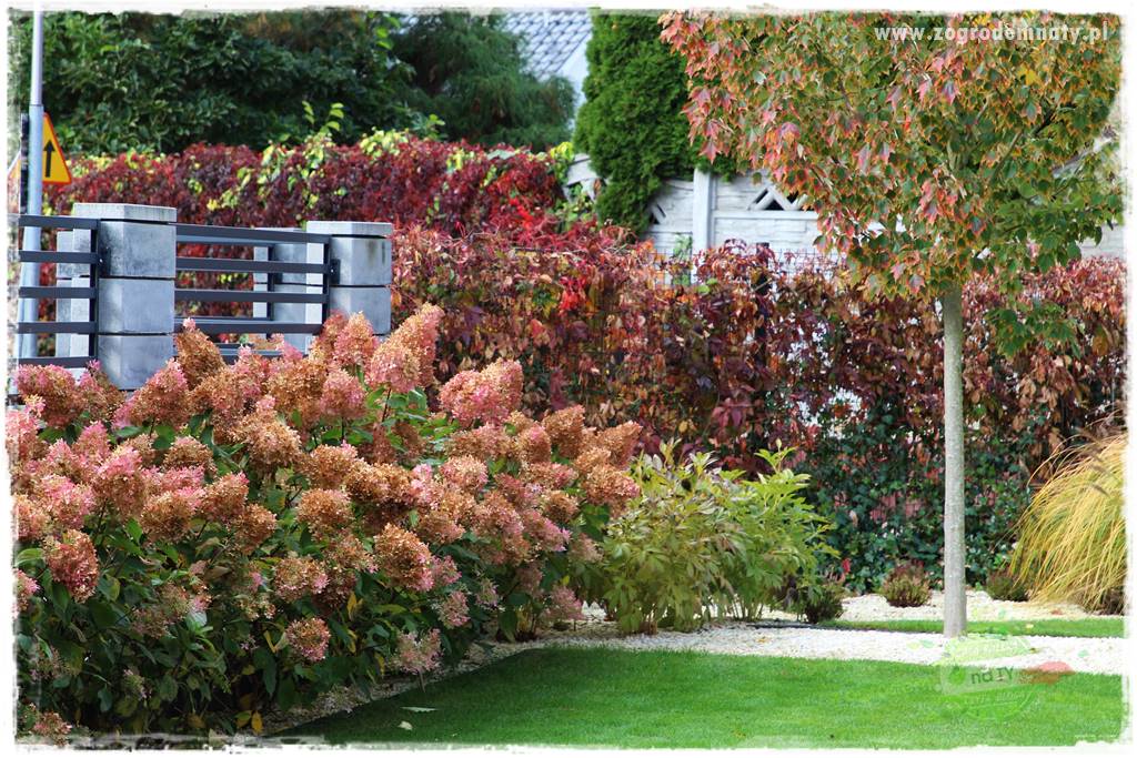 jesienny ogród 57 jesienny ogród 57