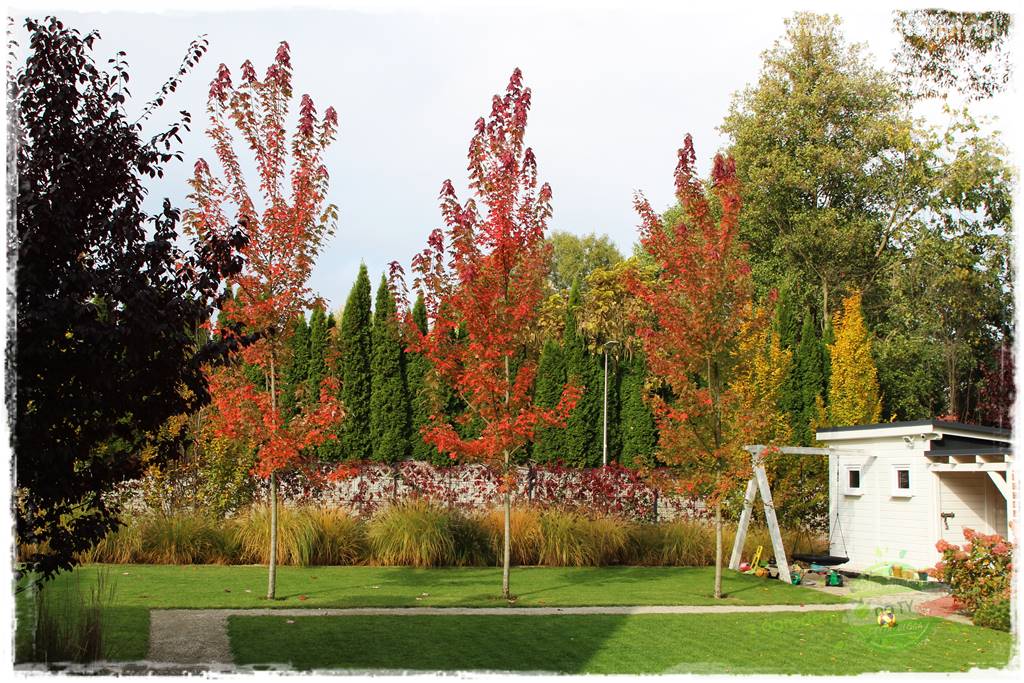 jesienny ogród 7 jesienny ogród 7