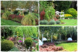 Co posadzić pod brzozą 0