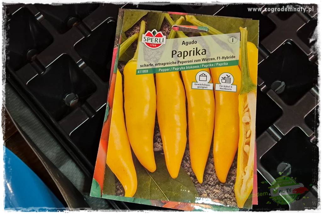 wysiewy papryki 18