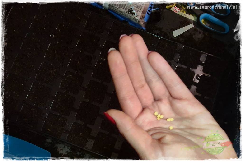 wysiewy papryki 24