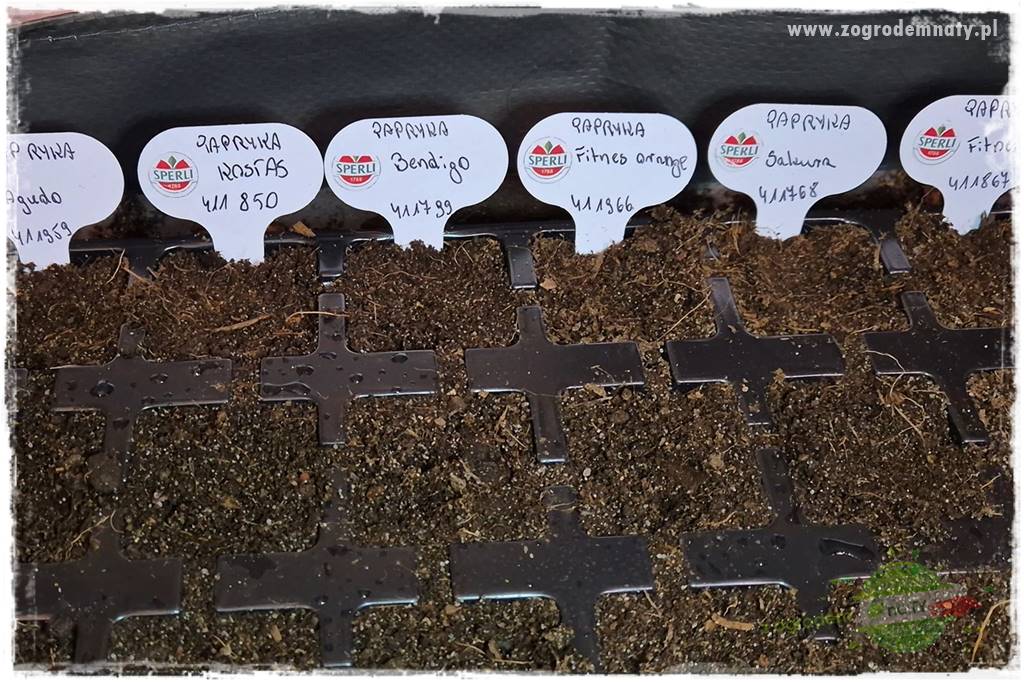 wysiewy papryki 32