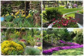 Byliny kwitnące wiosną 0