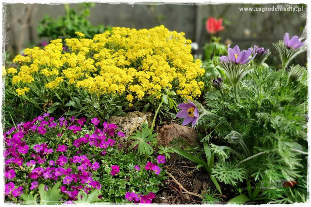 Byliny kwitnące wiosną 1