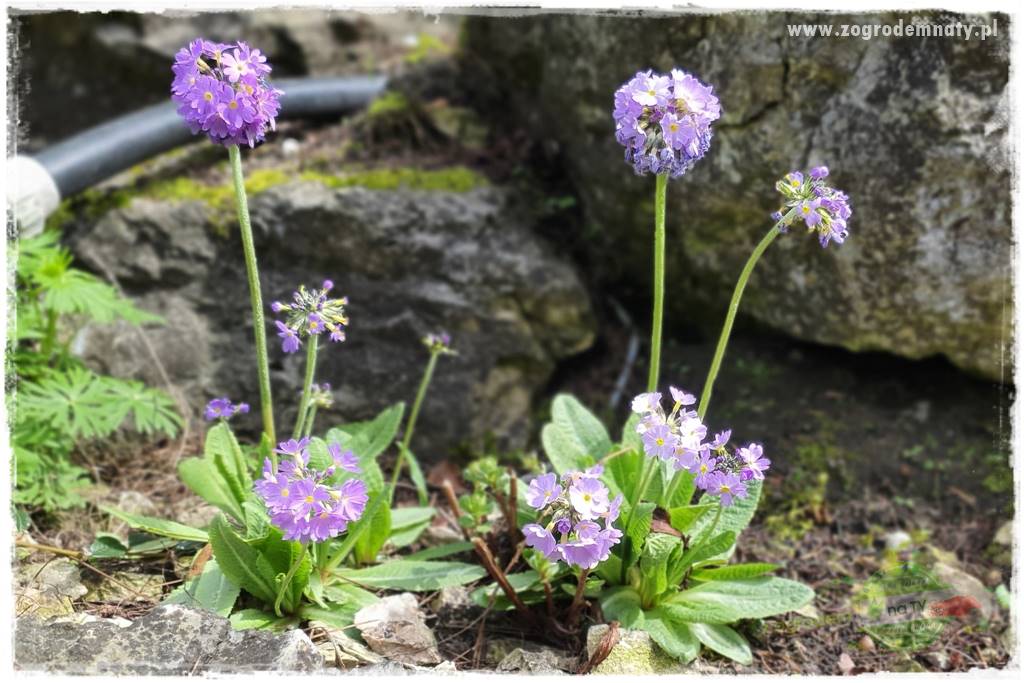 Byliny kwitnące wiosną 10