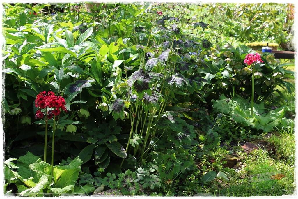 Byliny kwitnące wiosną 11