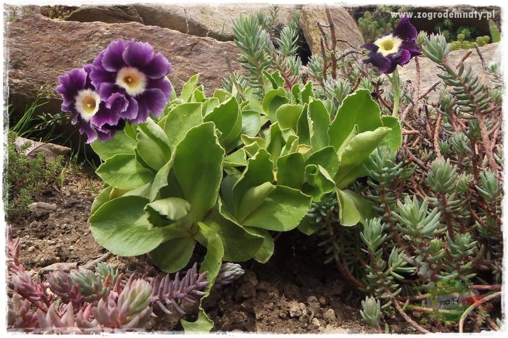 Byliny kwitnące wiosną 12