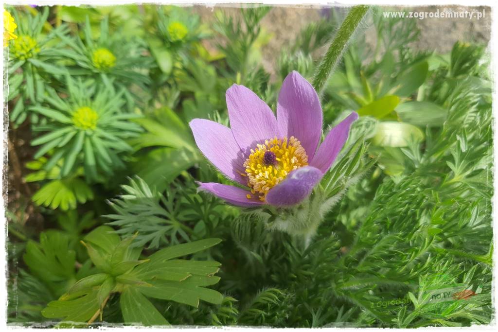 Byliny kwitnące wiosną 13