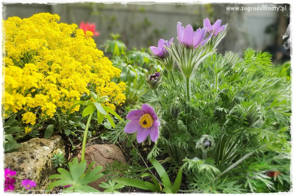 Byliny kwitnące wiosną 14